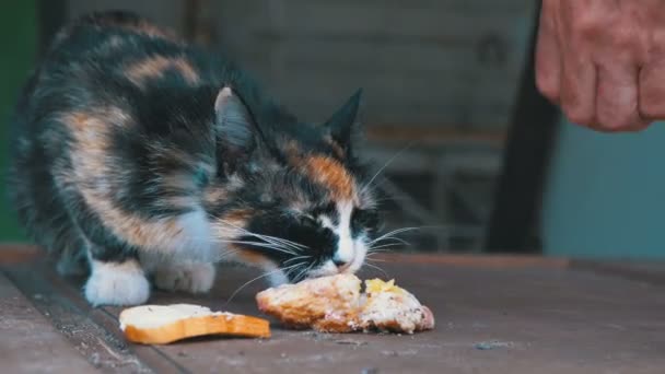 Голодные бездомные кормящие трехцветного кошачьего хлеба на улице — стоковое видео