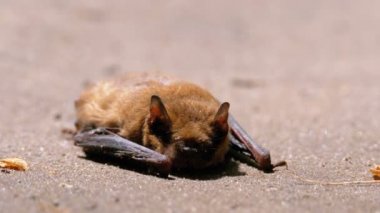 Kahverengi Sevimli Yarasa Yerde Yatıyor. Yaz günü. Zayıflamış yarasa.