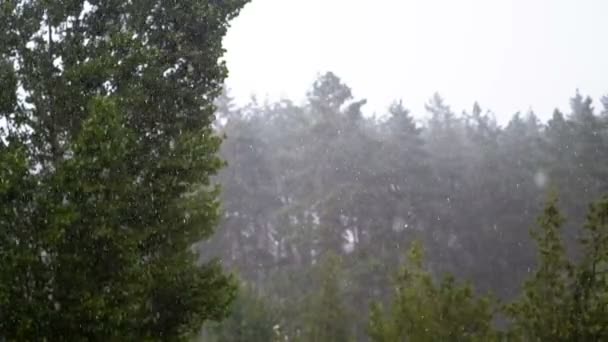 Des gouttes de pluie tombent sur une toile de fond de forêt verte. Mouvement lent — Video