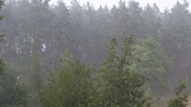 Tempestade na Floresta Verde. Movimento Lento. Chuva cai nas folhas da árvore . — Vídeo de Stock