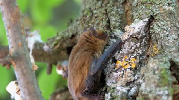 Летучая мышь взбирается на кору дерева во время летнего дня. Slow Motion — стоковое видео