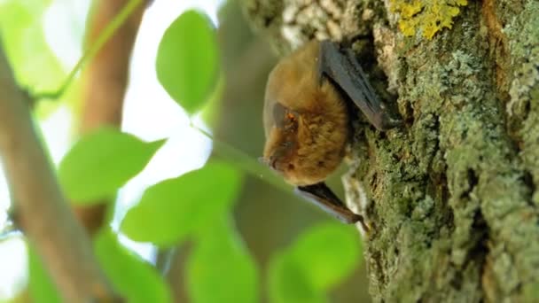 Bat scrambles upp barken av ett träd under sommardagen. Slow motion — Stockvideo