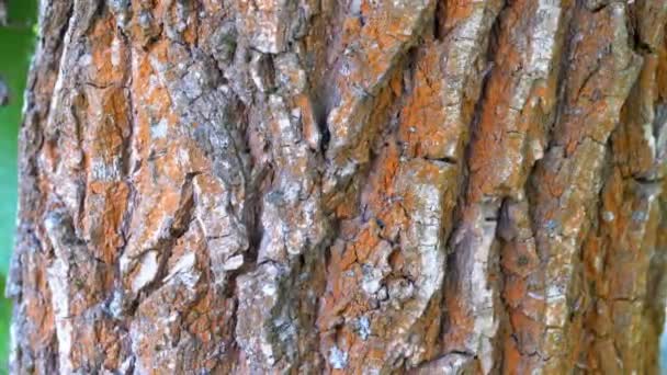 Formiche strisciano lungo la corteccia su un tronco d'albero — Video Stock