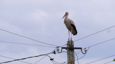 Yalnız Leylek Bir Gökyüzü Arka Plan Üzerinde Yüksek Gerilim Elektrik Hatları Sütunu Üzerinde Duruyor.