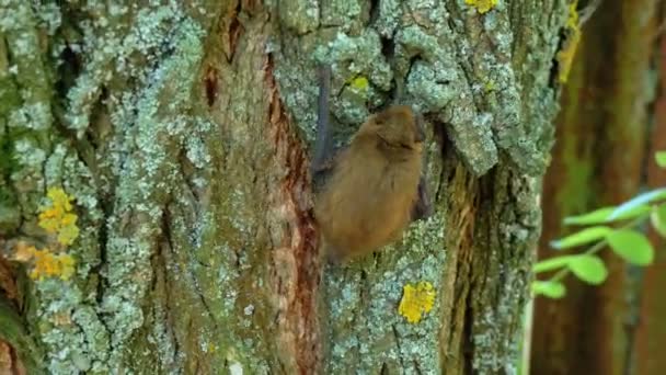 Bat Scrambles up the Bark of a Tree during the Summer Day. Movimento lento — Vídeo de Stock