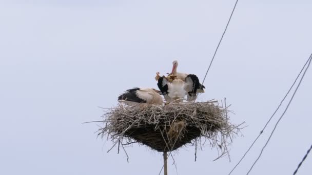 Storks οικογένεια κάθονται στη φωλιά στον πυλώνα των γραμμών ισχύος υψηλής τάσης στο φόντο Sky — Αρχείο Βίντεο