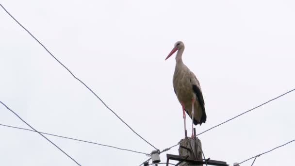 Sám Stork stojí na sloupu vysokého napětí na nebeském pozadí. — Stock video