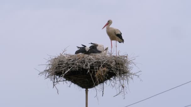 Семья Аистов сидит в гнезде на столбе высоковольтных линий питания на фоне неба — стоковое видео