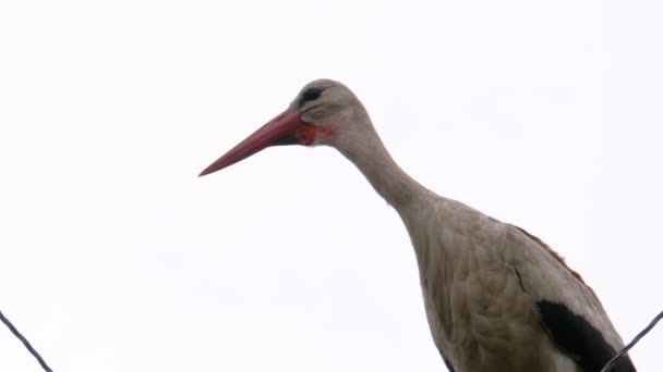 Seule cigogne se tient sur un pilier de lignes électriques à haute tension sur un fond de ciel . — Video