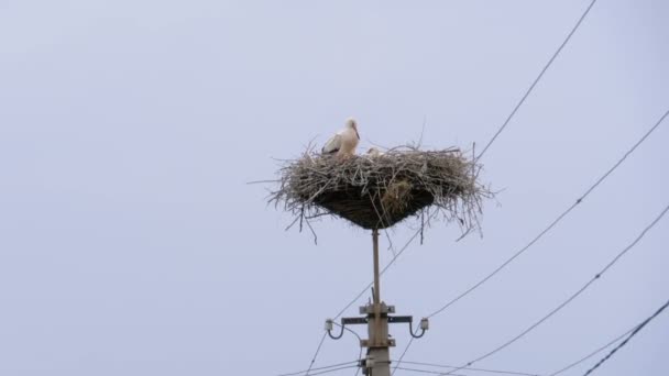 Storks familj sitter i boet på pelare av högspännings ledningar på himmel bakgrund — Stockvideo
