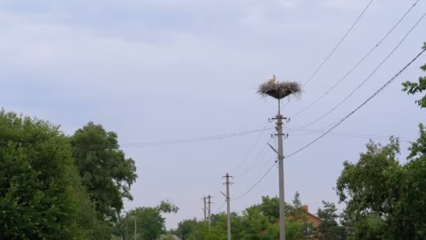 Семья Аистов сидит в гнезде на столбе высоковольтных линий питания на фоне неба — стоковое видео