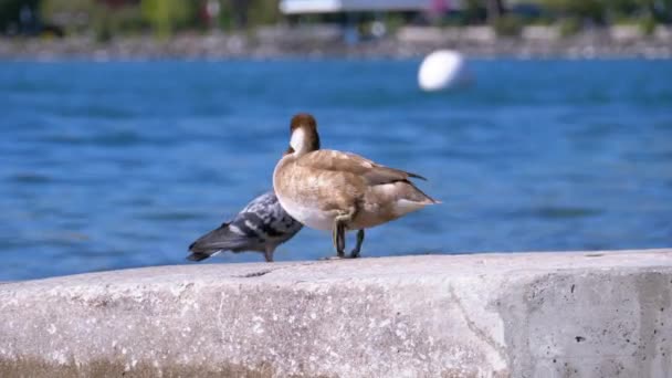 Ente steht auf der Buhne am Genfer See. Schweiz, Uferweg von Montreux — Stockvideo