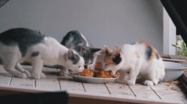 Evsiz Küçük Kediler veya Wild Kittens Çöplük sokakta Et Yeme