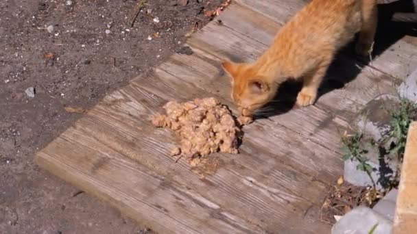 Obdachlose wilde rote Kätzchen, die auf der Straße an der Mülldeponie Fleisch essen. Streunende Tiere füttern — Stockvideo