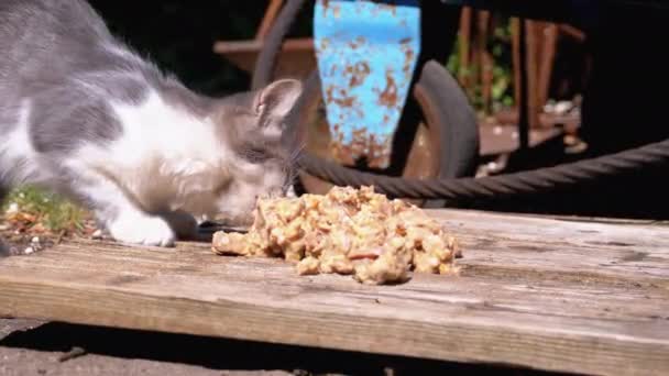 Бездомный серый с белым котенком, поедающим мясо на улице на свалке — стоковое видео