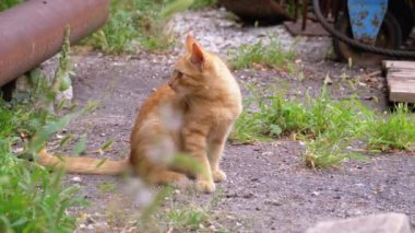 Evsiz Vahşi Kırmızı Kitten Çöp Üzerinde Back Yard bir Çöp lük üzerinde Walks.