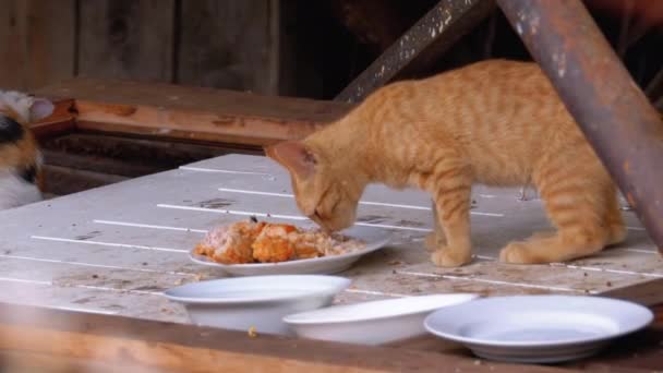 Бездомный Красный Котёнок ест мясо на улице на свалке. Кормление бродячих животных — стоковое видео
