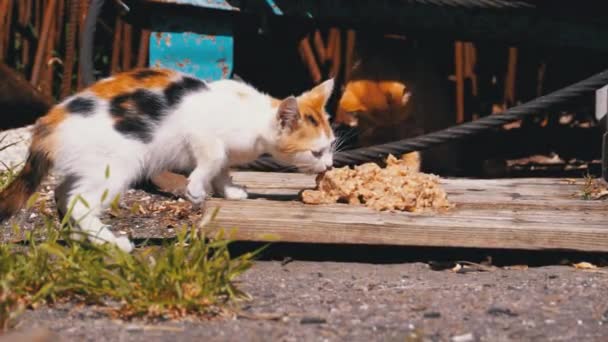 Homeless Wild Tricolor Kitten Comer carne en la calle en el vertedero. Alimentación de animales callejeros — Vídeos de Stock