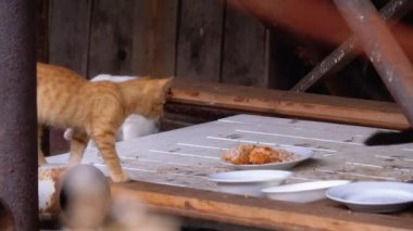 İki Vahşi Kedi Çöplükte. Çöp Lükte Çok Renkli 3-4 Aylık Kedi Yavruları