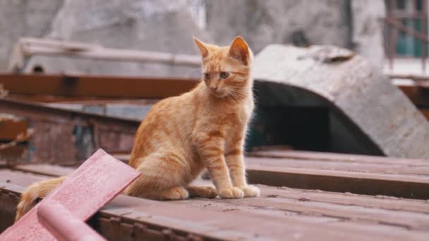 Άστεγος άγριο κόκκινο γατάκι κάθονται σε μια χωματερή στην πίσω αυλή στον κάδο απορριμμάτων. — Αρχείο Βίντεο