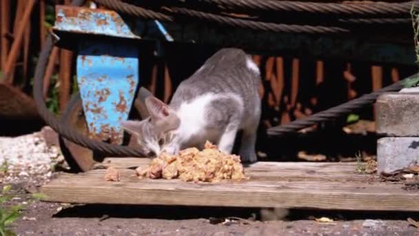 Sem-teto cinza selvagem com gatinho branco comendo carne na rua em aterro — Vídeo de Stock