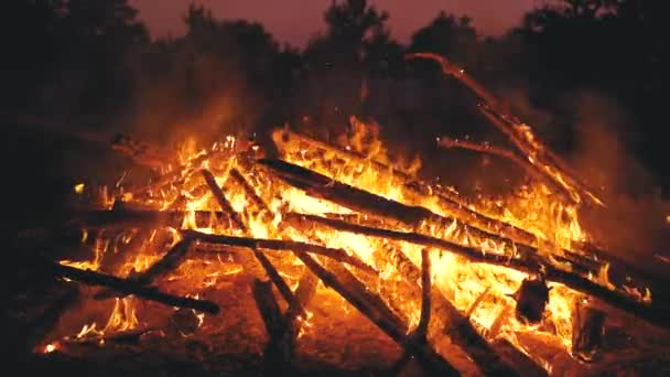 Duży ognisko od ten kłody pali przy noc w ten las. Zwolnionym tempie w 180 fps — Wideo stockowe