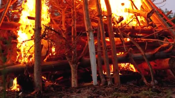 Grand feu de camp des grumes brûle la nuit dans la forêt. Mouvement lent . — Video