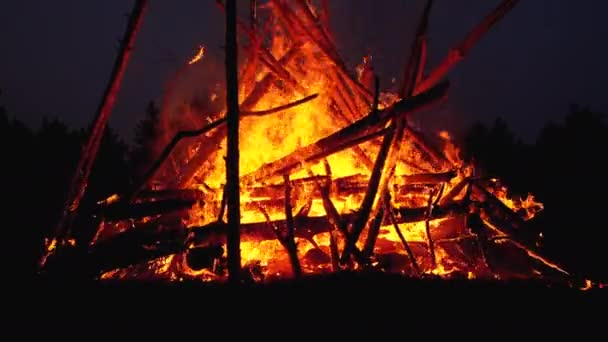 Большой костер ветвей горит ночью в лесу. Slow Motion — стоковое видео