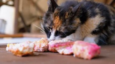 Aç Evsiz Hemşirelik Sokakta Ekmek Yiyen Üç Renkli Anne Kedi