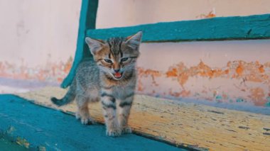 Evsiz Gri Kitten Yavaş Hareket Sokakta Yürüyor