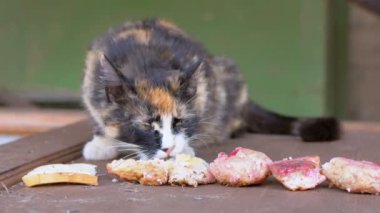 Aç Evsiz Hemşirelik Sokakta Ekmek Yiyen Üç Renkli Anne Kedi