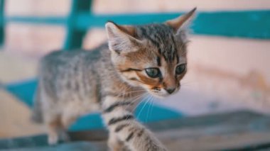Sokakta Evsiz Gri Kitten, Kameraya Miyavlar