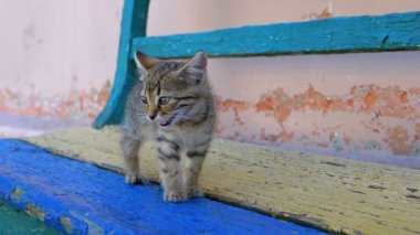 Stray Gray Kitten Yavaş Çekimde Sokakta Yürüyor