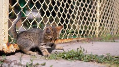 Evsiz Gri Kitten Sokakta Çit yakınında yürüyor. Yavaş Çekim.