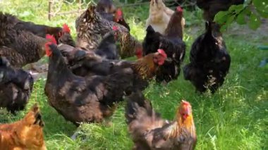 Çayırdaki Hens Grazes sürüsü. Tavuk çiftliği