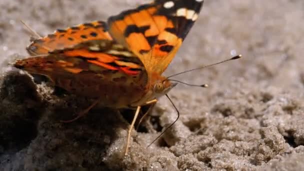 Όμορφη πεταλούδα με πορτοκαλί φτερά κάθεται στην άμμο στην παραλία — Αρχείο Βίντεο
