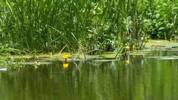 Lirios de agua en el río . — Vídeos de Stock