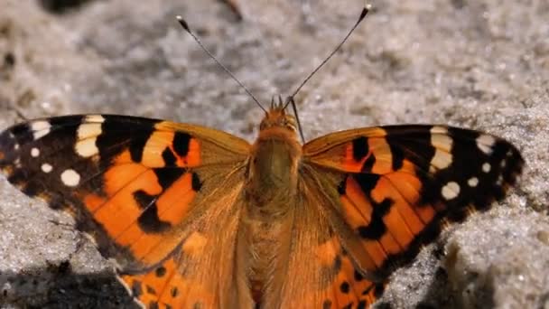 Piękny motyl z pomarańczowymi skrzydłami siedzi w piasku na plaży — Wideo stockowe