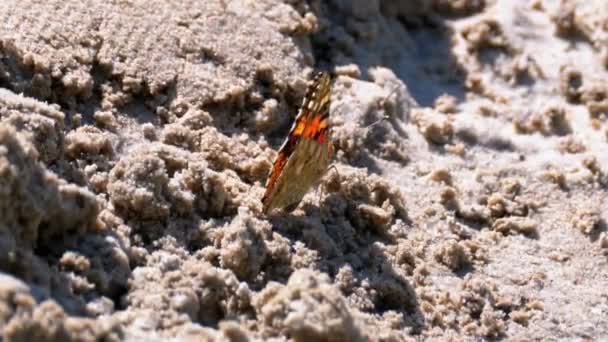 Beautiful Butterfly with Orange Wings is sitting in the Sand on the Beach — Stock Video