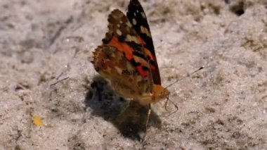 Turuncu Kanatlı Güzel Kelebek kumsalda oturuyor