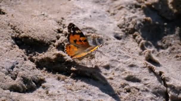 Beautiful Butterfly with Orange Wings is sitting in the Sand on the Beach — Stock Video