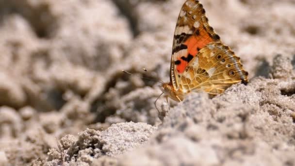 Hermosa mariposa con alas anaranjadas está sentado en la arena en la playa — Vídeo de stock