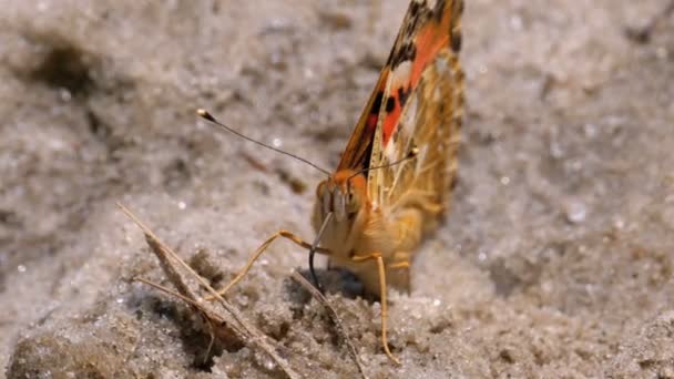Mooie vlinder met oranje vleugels zit in het zand op het strand — Stockvideo