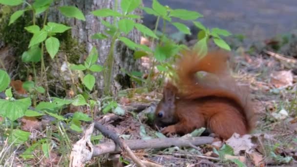 Divertente scoiattolo marrone si siede vicino a un albero nella foresta e mangia qualcosa — Video Stock