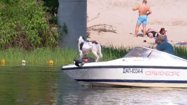 Cane galleggia sulla prua di una barca a motore lungo il fiume con un uomo — Video Stock