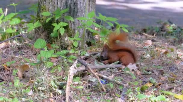 Grappige bruine eekhoorn zit in de buurt van een boom in het bos en eet iets — Stockvideo