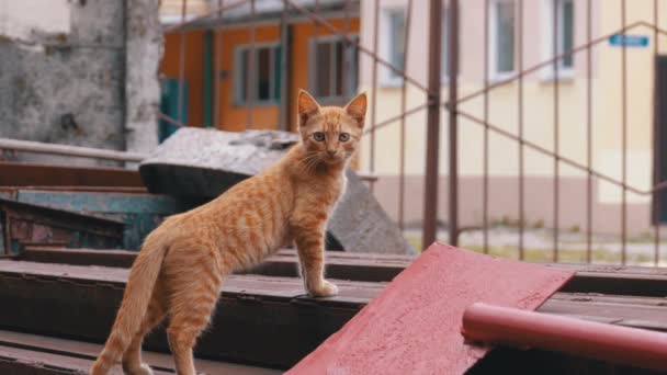 Hemlösa vild röd kattunge går på en deponi i bakgården på papperskorgen — Stockvideo