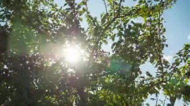 Güneş ve Bulutlar Yeşil Yaprakları ile Bir Ağacın Dalları ile Gökyüzünde hareket ediyor. Timelapse.