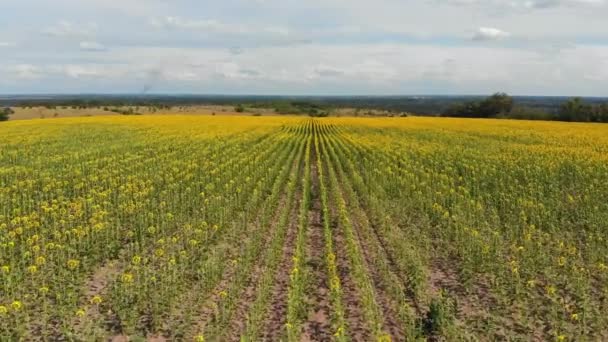 Vzdušný pohled na Sunflowerfield. Řady Sunflowerů na kopci — Stock video