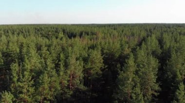 Çam ormanı, drone ile havadan görünüm. Orman ağaçları üzerinde çam ahşap parkta üst görünümü.